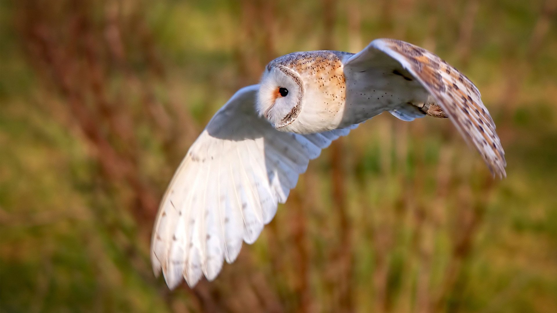 NBA合作品牌迎来新革新，加速运动装备升级，nba篮球合作品牌