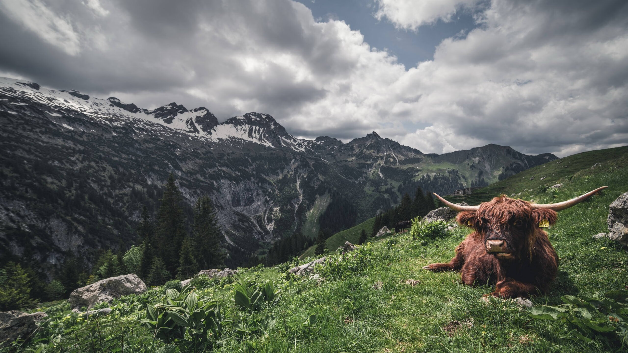 _篮球明星挑战慈善马拉松，公益传递正能量_，篮球运动员chamberlain