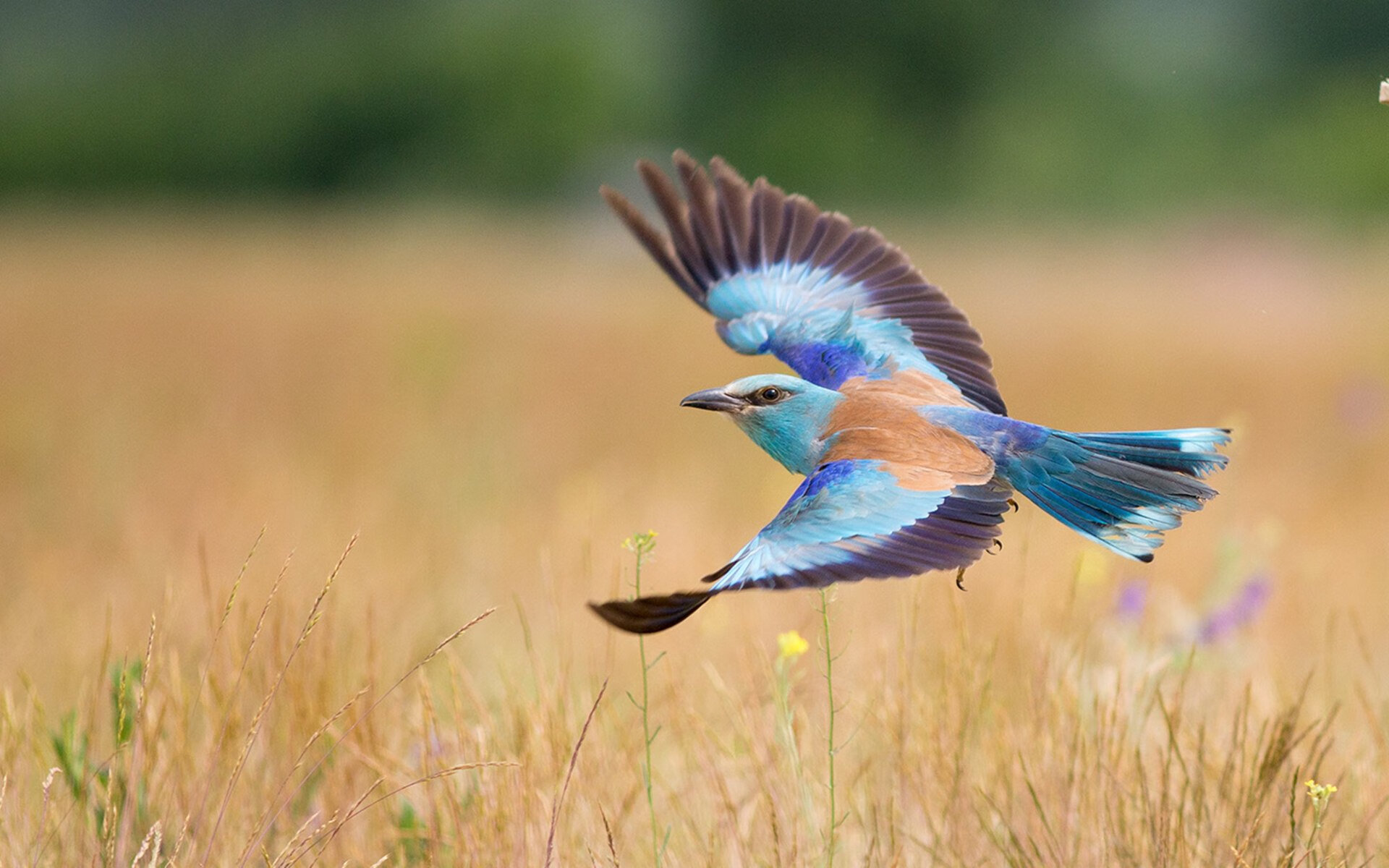 Jiuyou Sports-“携手合作：青训联盟推动全国青少年足球共同发展”，2020全国青训联盟杯足球邀请赛