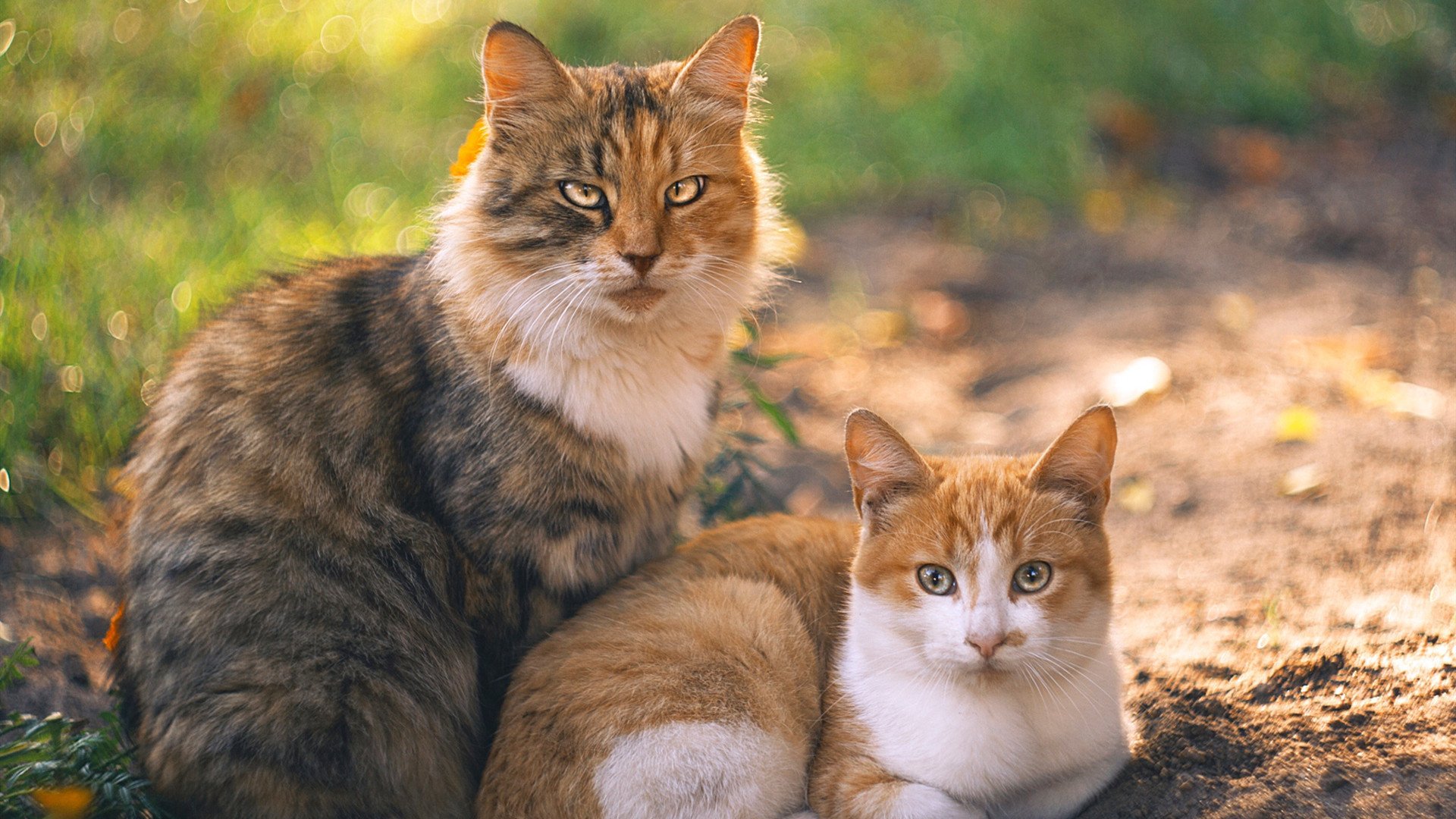 中国足球走向数字经济 引领行业智能升级，中国足球产业