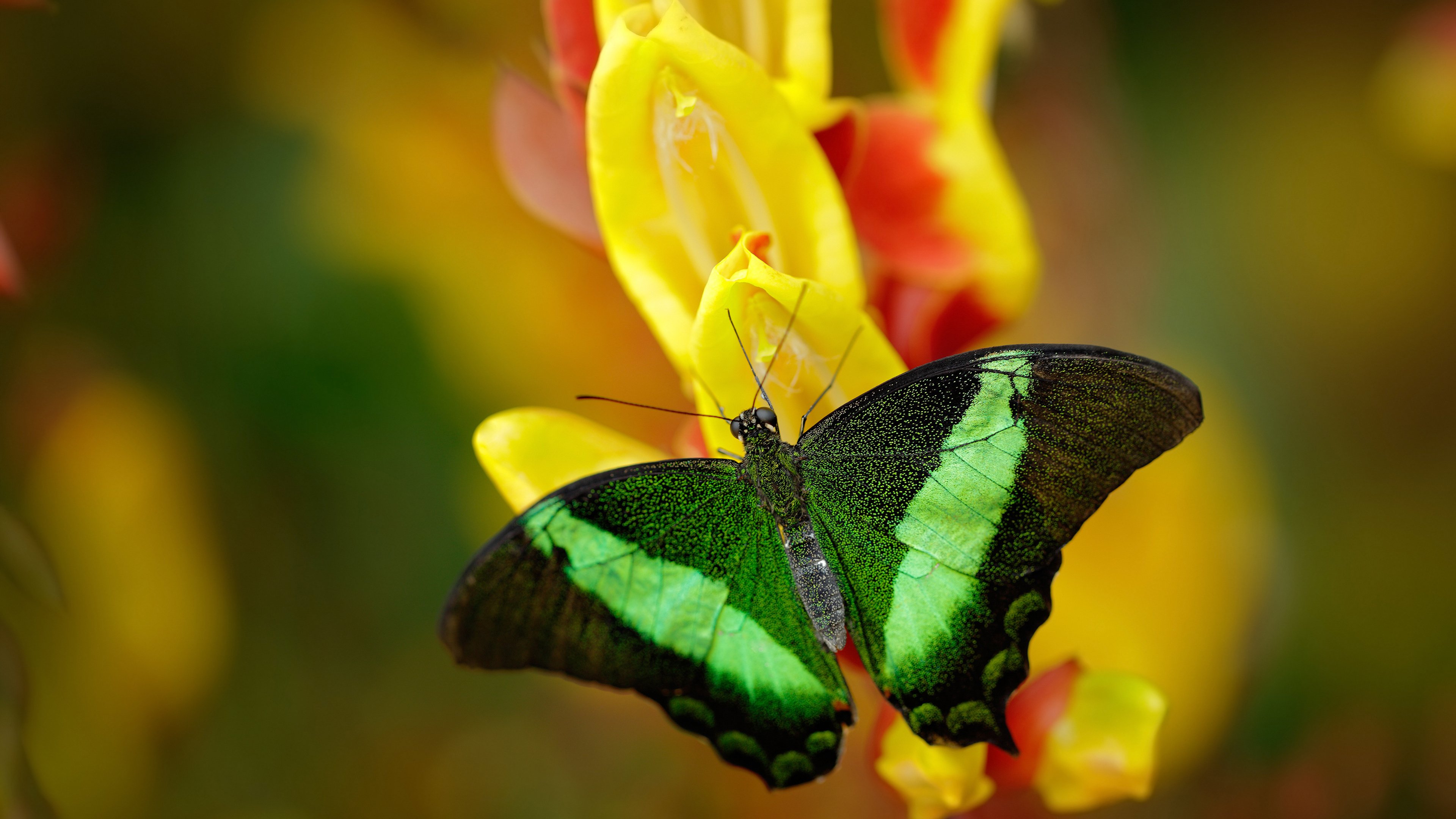 史上最年轻冠军出炉，刷新纪录，史上最年轻mvp